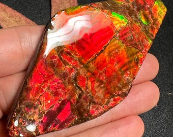 Canadian Ammolite Ammonite Freeform Gemstone, Rainbow Iridescent Fossil Stone Red Multiple Options