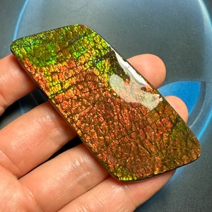 Canadian Ammolite Ammonite Freeform Specimen 80X30X7 MM 42 Grams #3007-42