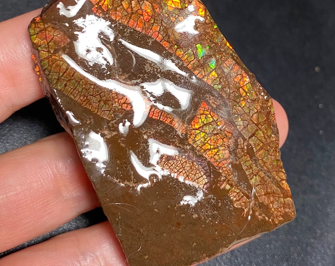 CLEARANCE: Canadian Ammonite Specimen Doubleside Display Piece 62X43X11 mm 45 Grams #2236