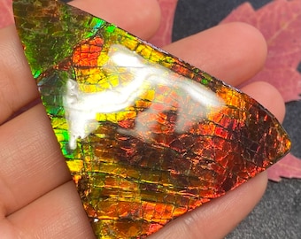 May include: A triangular piece of iridescent ammolite with a green, red, and gold color pattern. The ammolite is a fossilized shell with a unique, shimmering surface.