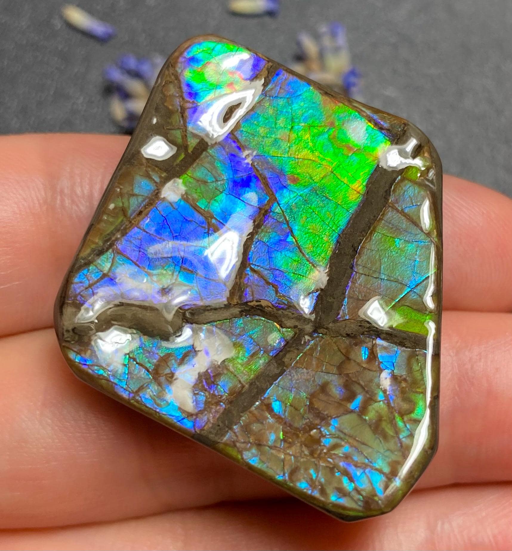 カナダ産アンモライト化石標本 – 天然チャクラエネルギー宝石 - Etsy 日本