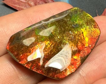 Authentic Natural Canadian Ammolite Ammonite Freeform Gemstone 39X26 MM #3026-32
