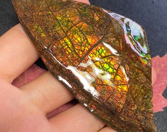 Canadian Ammolite Ammonite Freeform Gemstone 73X27X8 MM 30 Grams #2872-50