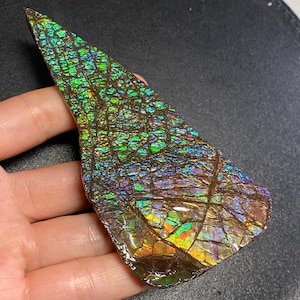 Op de afbeelding: Een iriserende, veelkleurige, gefossiliseerde ammoniet met een bruin, getextureerd oppervlak. De ammoniet heeft de vorm van een driehoek en vertoont een verscheidenheid aan kleuren, waaronder groen, blauw, paars en goud.