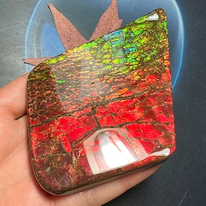 Authentic Ammolite Gemstone Natural Canadian Ammonite Freeform Gemstone 123X84X11 mm 152 Grams #3010-32