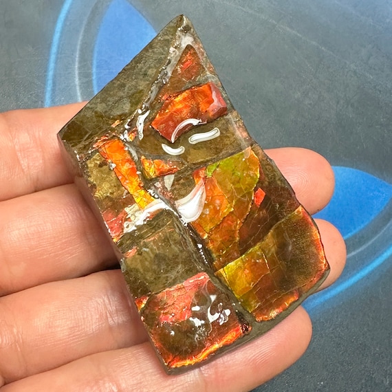 ⚪アンモナイト希少標本 Amazon | SCIENCE 化石標本 Ammonite Red Iridescent