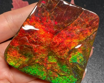 May include: A polished, iridescent ammonite fossil with a red, orange, and green color scheme. The fossil has a natural, organic shape and a smooth, polished surface.