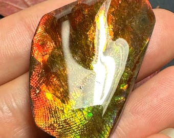 本物の天然カナダ産アンモライト アンモナイトフリーフォーム宝石 39 x