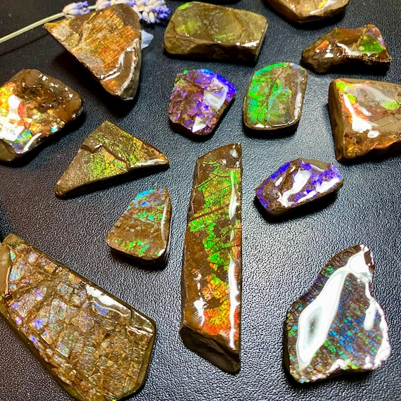 CLEARANCE Canadian Ammolite Fossil Specimen: Iridescent Ammonite Energy Stone Multiple Options