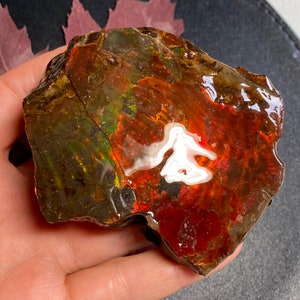 Canadian Ammolite Ammonite Double Side Specimen 87X69X38 mm 313 Grams #2555-346