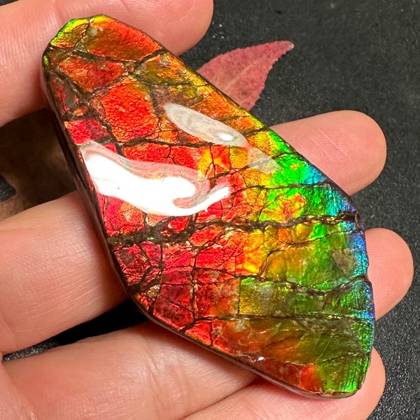 Ammolite Ammonite canadienne Spécimen de forme libre 69X33X9 mm 36 grammes #3011-15