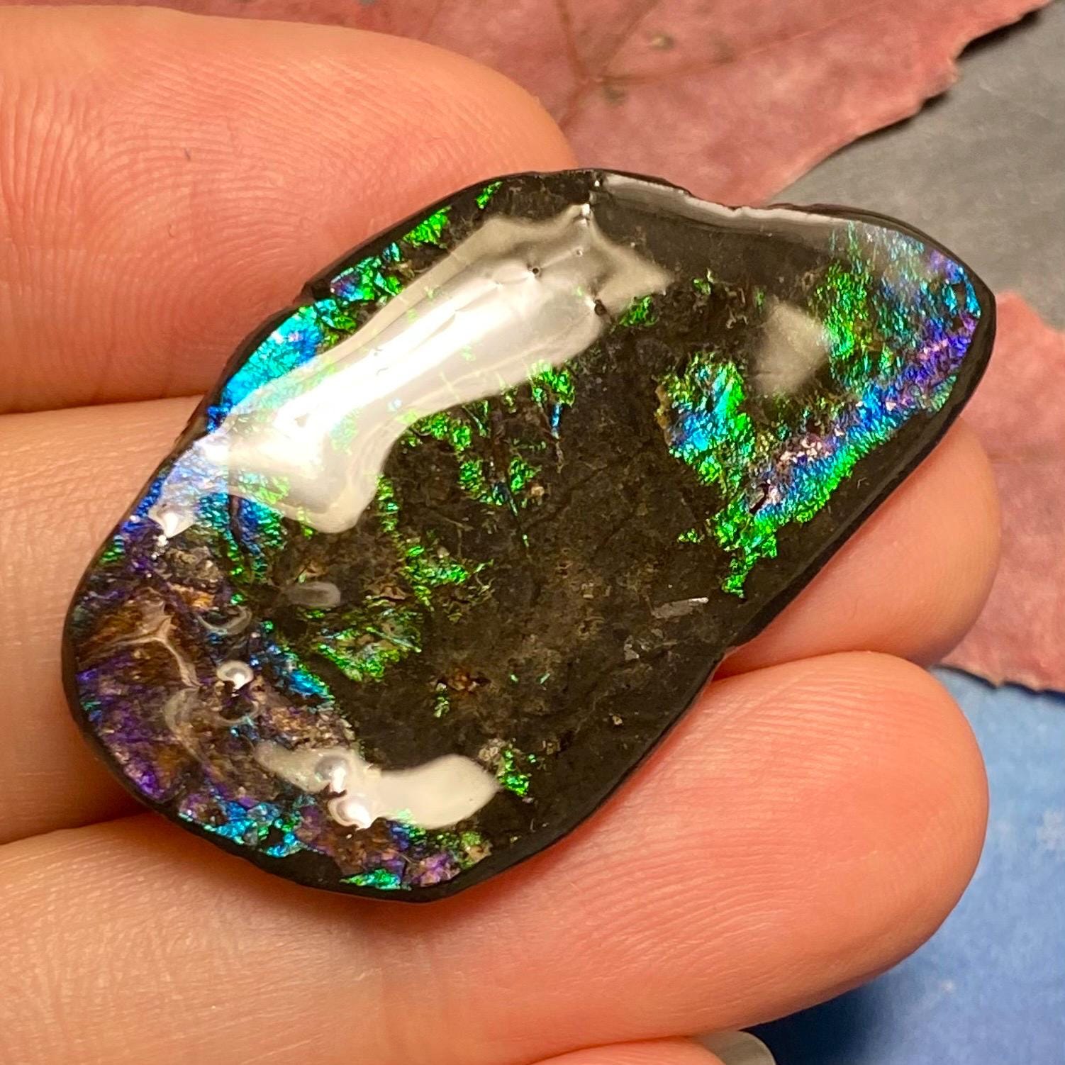 カナダ産アンモナイト アンモライトフリーフォーム宝石標本 複数