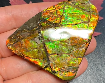 Canadian Ammolite Ammonite Freeform Gemstone 58X49X11 MM 62 Grams #2857-18