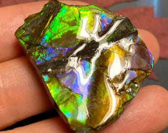 天然カナダ産アンモナイト標本 38X35X8 mm 20 グラム #3018-36 - Etsy 日本