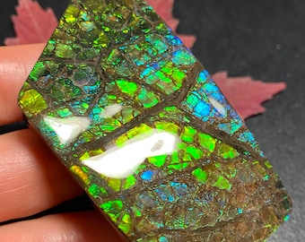 Canadian Ammolite Ammonite Freeform Gemstone 74X41X13 MM 89 Grams #2857-22