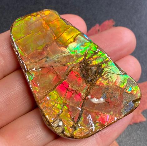 アンモライト宝石化石の美しさ - 天然カナダ産化石宝石カナダ産