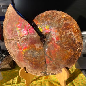 Unique Canadian Ammonite Fossil Whole Rare Collectible Display Piece Decoration Feng Shui 29X23 cm 3071 Grams CGL Certificate