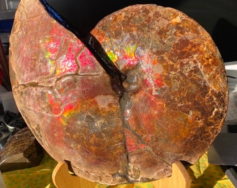 Canadian Ammonite Fossil: Rare Collectible Display Specimen with CGL Certificate