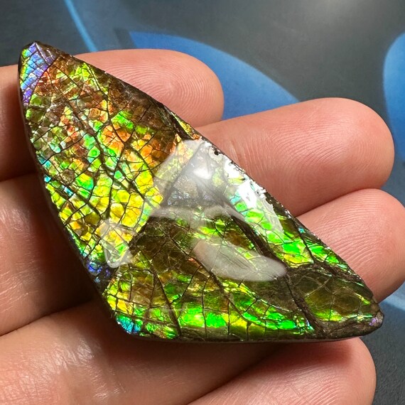 カナダ産天然アンモナイト アンモライト宝石 52 x 24 mm #3006-94