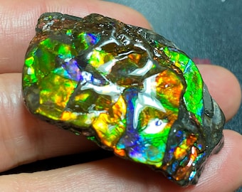Natural Canadian Ammolite Freeform - Rainbow Iridescent Jewelry Grade Fossil Gemstone Specimen - Multiple Options