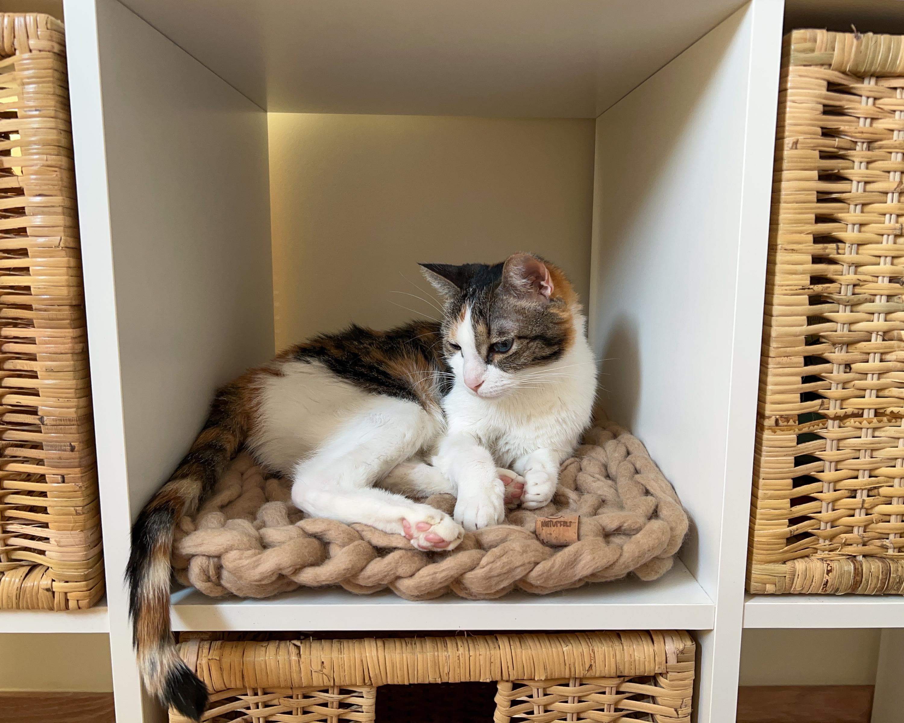 Wicker Cat Bed Ikea Cat Carrier Kallax Cat Bed Canada