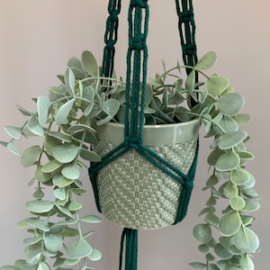 May include: A green macrame plant hanger with a light green ceramic pot and a leafy plant hanging from it.