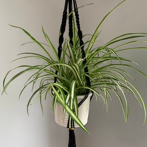 May include: A black macrame plant hanger with a white pot and a green spider plant hanging from it. The hanger has a yellow accent at the top.
