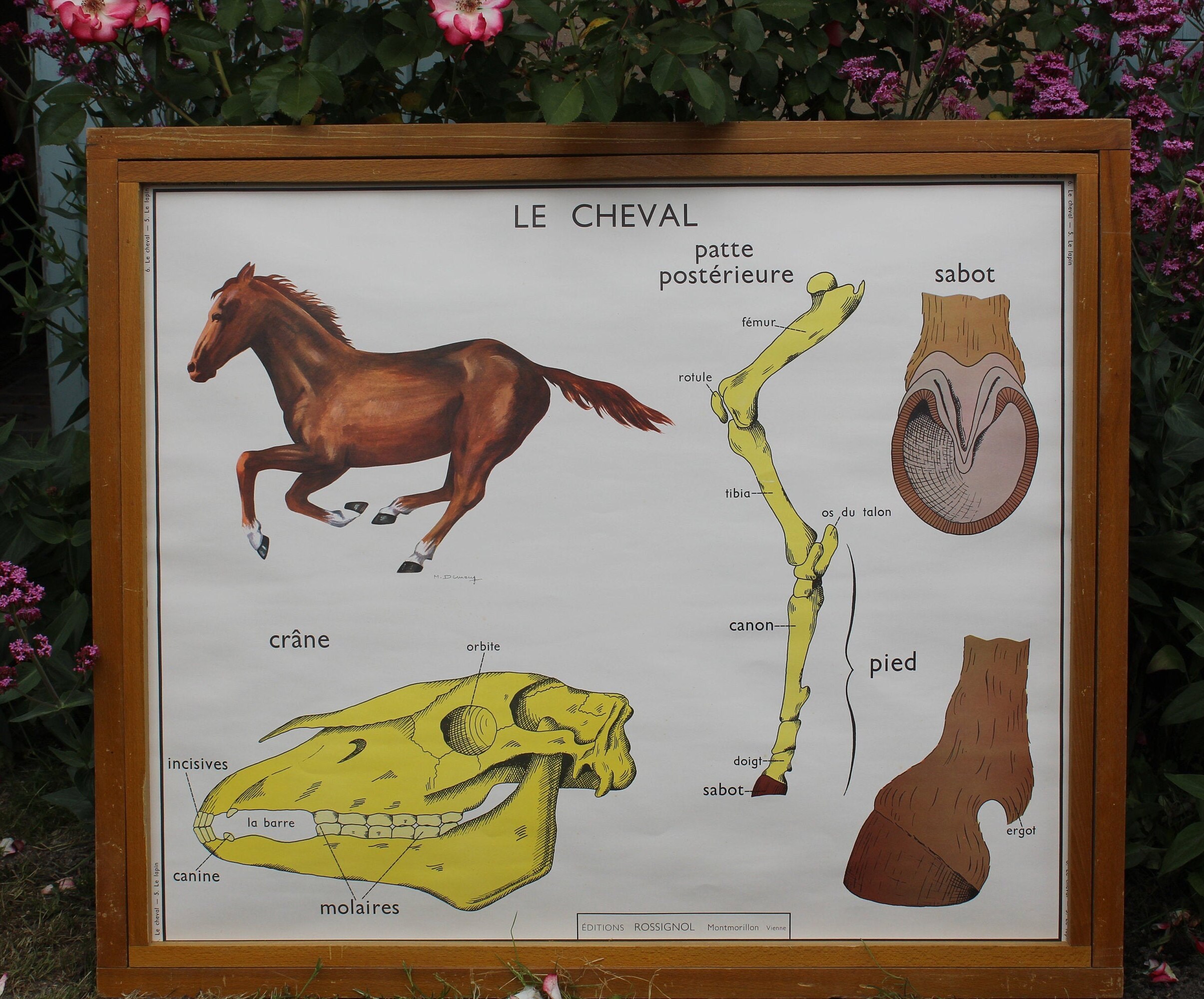 Ancienne Affiche d'école Double Face - Cheval/Lapin Editions Rossignol Affiche Scolaire Des Années 1