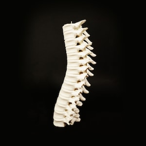 Spine candle holder / Harry Potter inspiration / cabinet of curiosities / 3D printing Ivoire