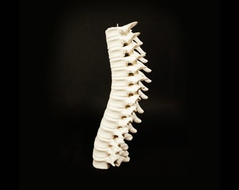 May include: A white ceramic sculpture of a human spine. The spine is curved and has a realistic appearance.