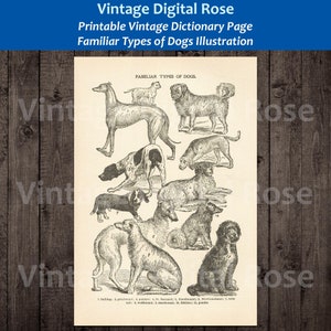 Familiar Dogs Popular Dog Breeds Vintage Illustration Image Printable Dictionary Page