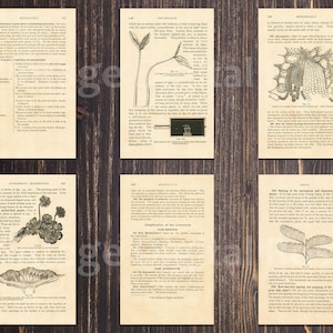 24 Printable Vintage Elementary Botany Science Textbook Pages Handdrawn ...