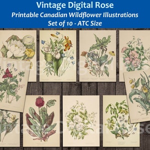 vintage Imprimable Canadian Wildflower Illustrations Agnes D. Chamberlin Flowers Florals Digital Collage Sheet JPG Format Set of 10 Cards