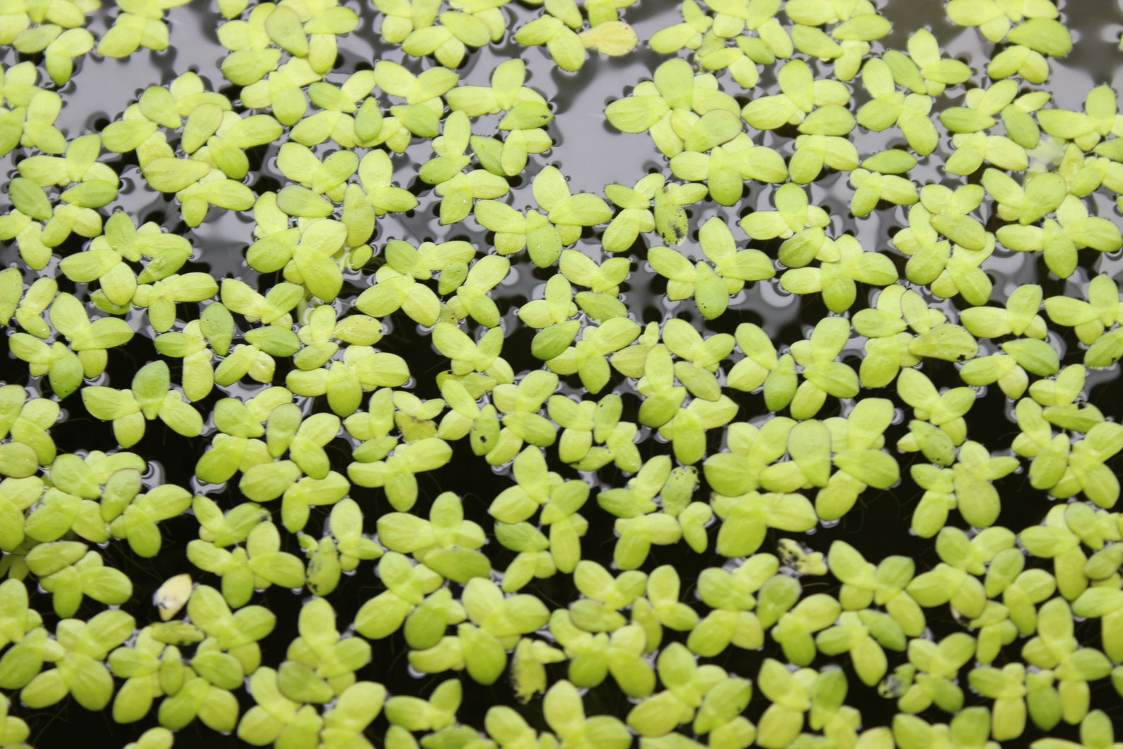 BUY 2 GET 1 FREE 1000 2 Oz Duckweed Live Fish Tank Plants Aquarium