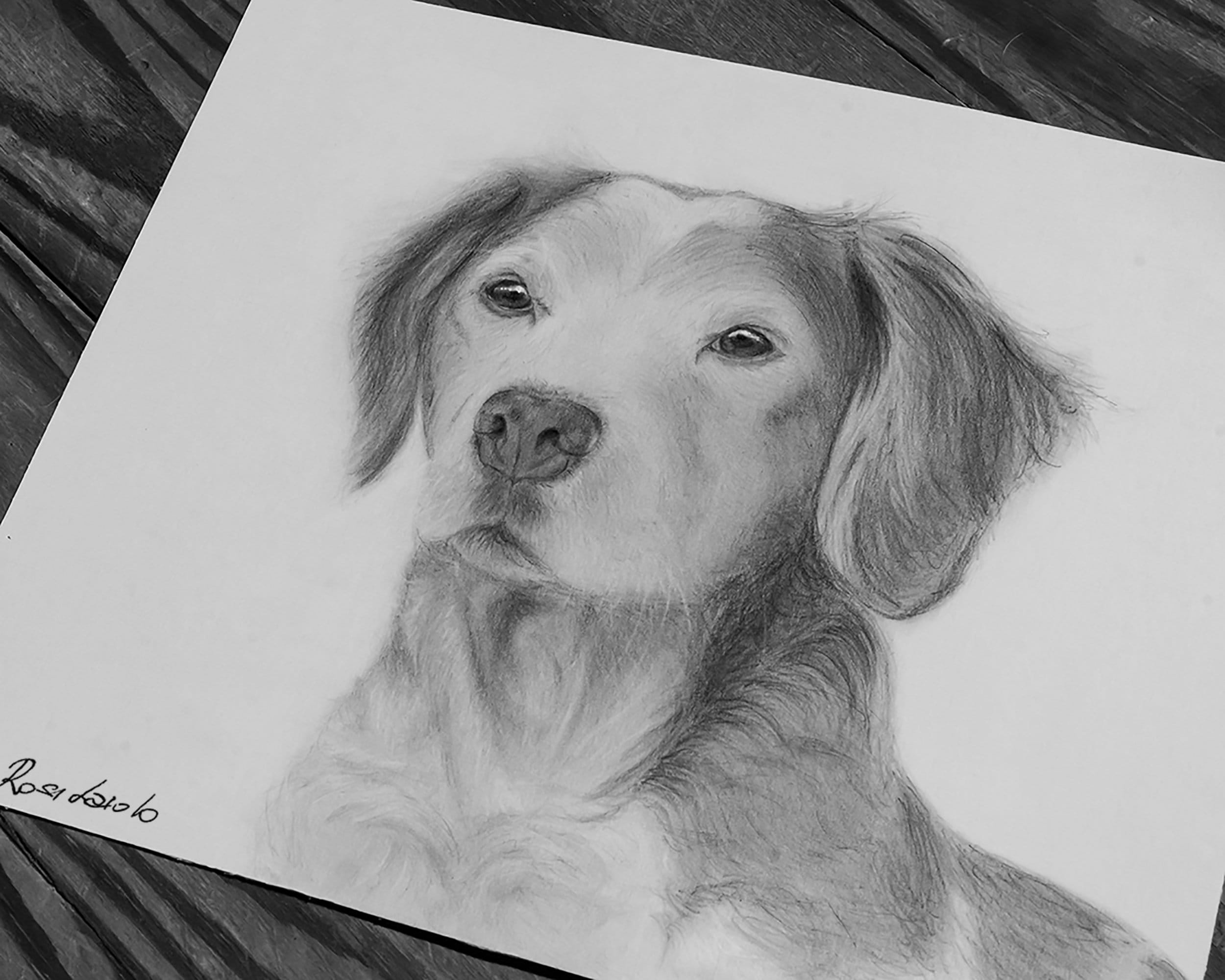 Pencil Drawing of Your Pet From Photo Animal Portrait - Etsy