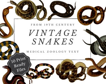 Vintage Snake Clipart – 19th Century Zoology Graphics (Digital)
