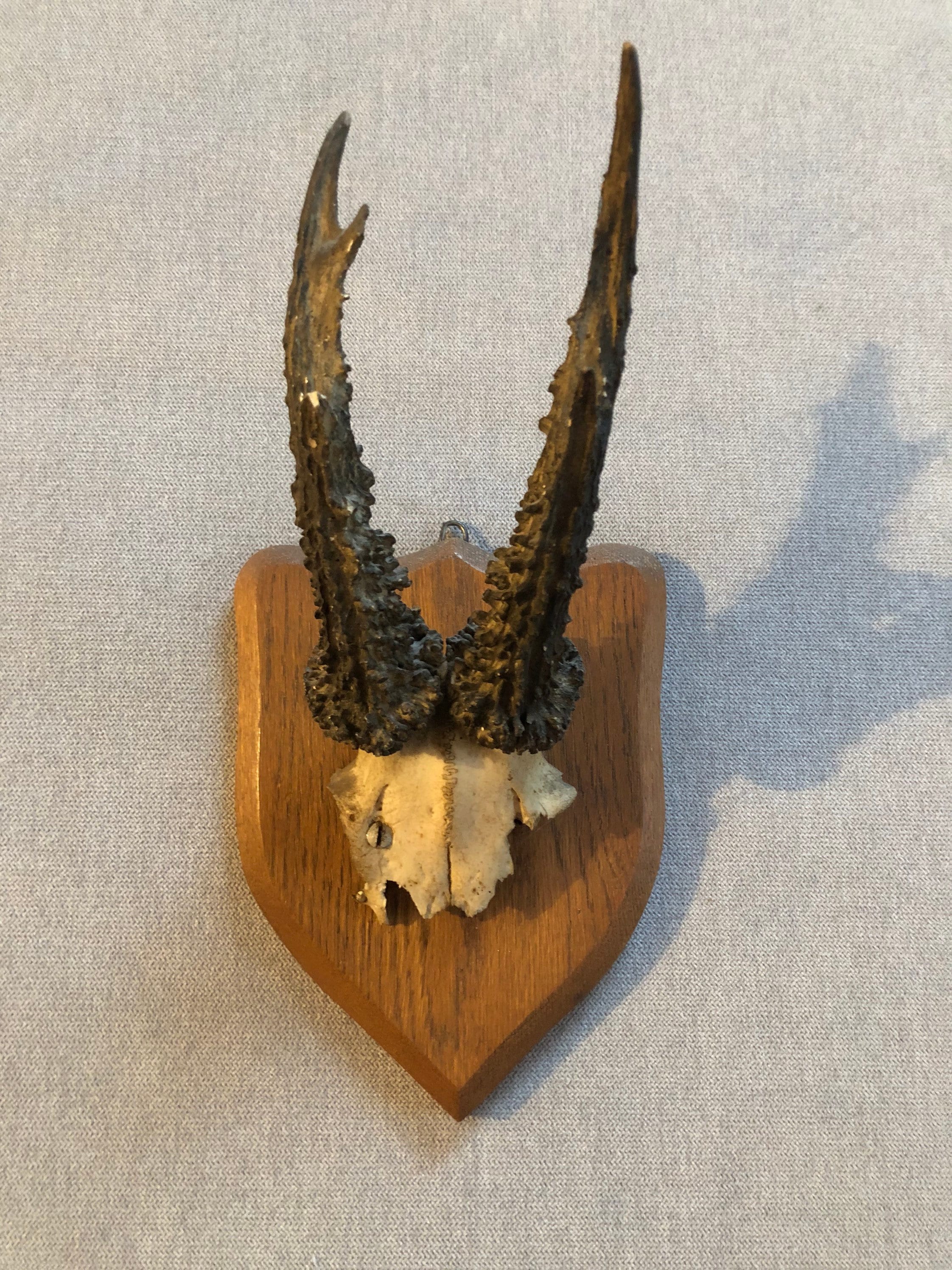 Bois de cerf ou chevreuil Etsy Bois de cerf ou chevreuil Etsy