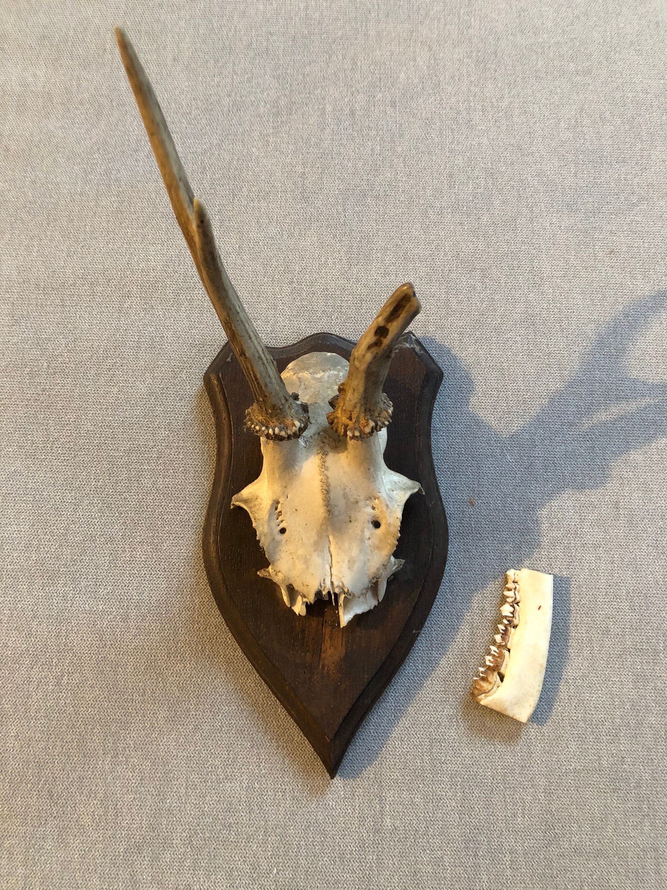 Bois de Cerf ou Chevreuil et Machoire