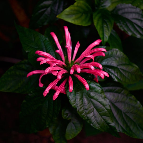 Downloadable digital photo of Justicia (Jacobinia) Carnea, nature wall art, decorative poster print, macro nature photography