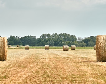 Hayball photography, digital file. Photo of summer agricultural field. Thatched countryside landscape in summer. Print warm neutral colors