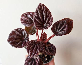 Peperomia Caperata Luna Red - Radiator Plant - Low maintence - Baby Plant - Unusual Plant - Compact Houseplant - Easy Care - Piperaceae