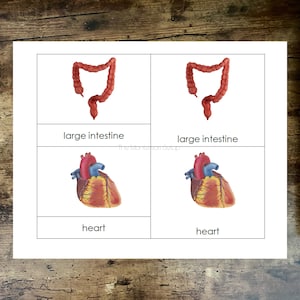 PRINTABLE Human Organs 3 Part Cards for Safariltd TOOB
