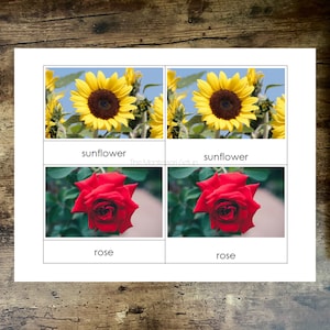 DRUCKBARE Blumen 3 Teilige Karten für Safariltd TOOB