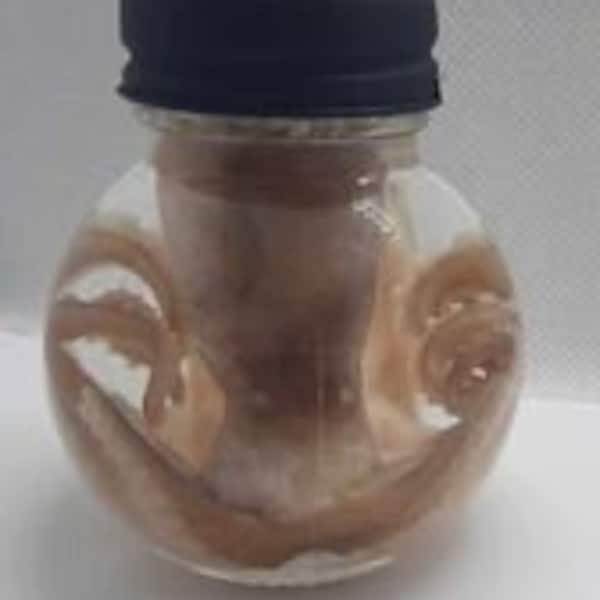 Octopus ball jar wet specimen taxidermy Oddities Steampunk real professionally preserved kraken