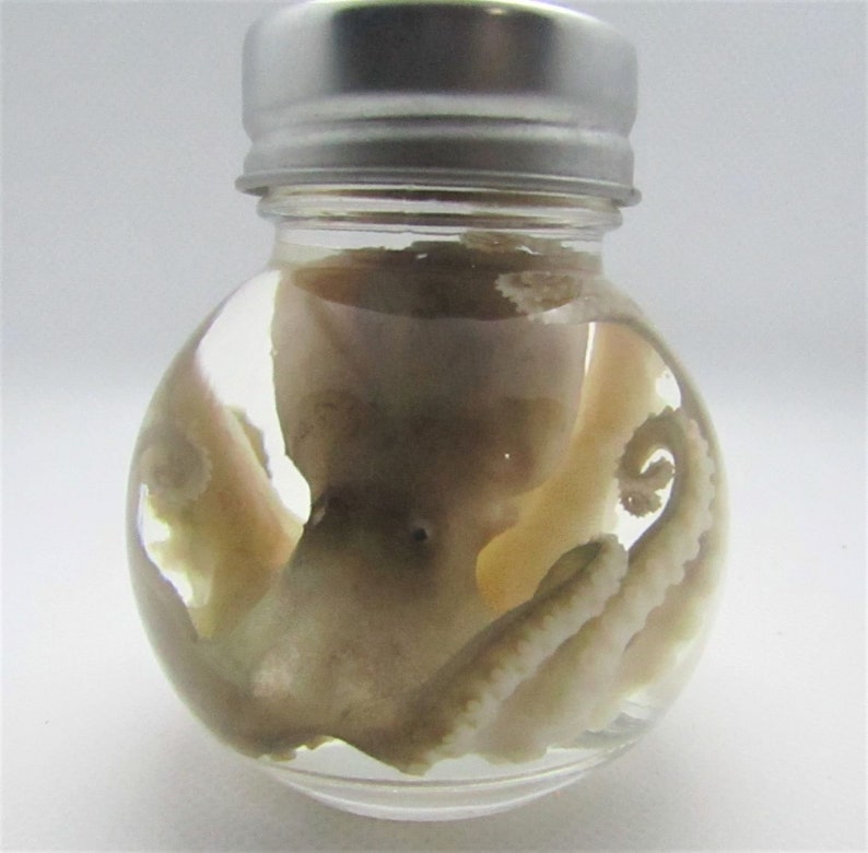 Wet Specimen Real Preserved Octopus GLASS Ball JAR Oddity Etsy Canada