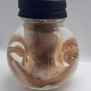 May include: A clear glass jar with a black lid containing a preserved octopus. The octopus is curled up inside the jar, with its tentacles visible.