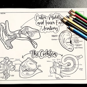 Inner, Middle, and Outer Ear Anatomy Coloring Page