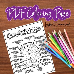 May include: A black and white printable coloring page of the human brain with labels for the different sulci and gyri. The page is titled "Cerebral Sulci & Gyri".