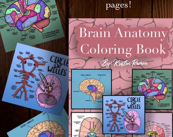 Download Brain Anatomy Book Etsy