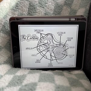 以下が含まれることがあります： 人間の内耳の白黒のイラストで、"The Cochlea"、"半規管"、"前庭神経"、"蝸牛神経"、"膨大部"、"卵形嚢"、"卵円窓"、"円窓"、"球形嚢"、"蝸牛管"などの解剖学的用語でラベル付けされています。